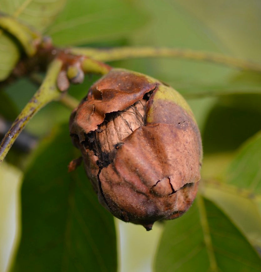 Frutto maturo di noce Juglans regia con guscio marrone fessurato su ramo verde foglioso