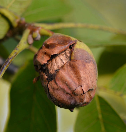 Frutto maturo di noce Juglans regia con guscio marrone fessurato su ramo verde foglioso