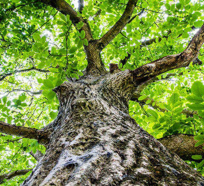 Juglans regia | English walnut | Persian walnut