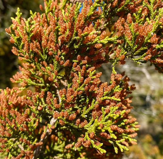 Juniperus ashei 35-60cm | Ashe juniper | Mountain cedar