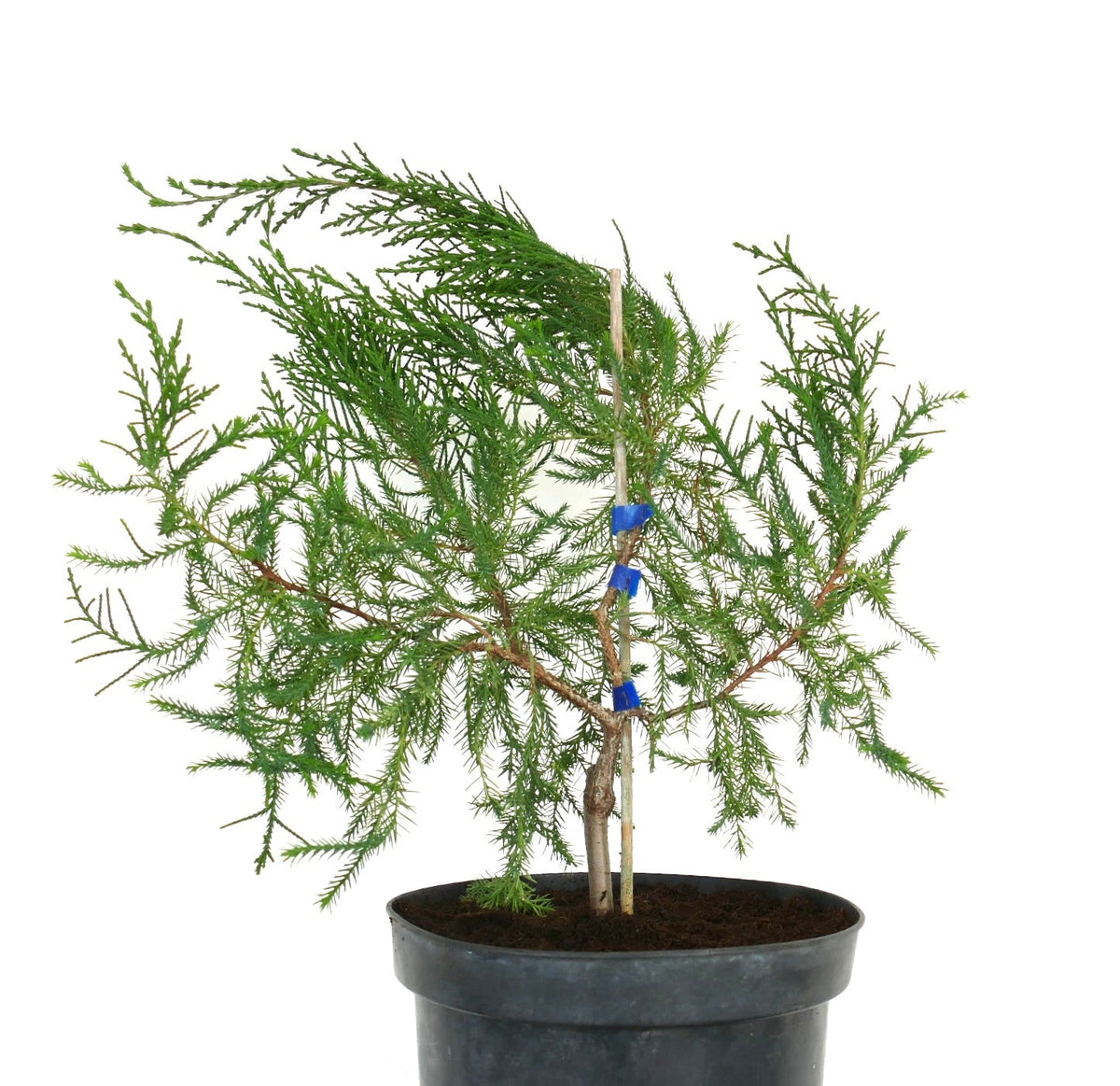 Juniperus bermudiana 15-20cm | Bermuda cedar | Bermuda juniper
