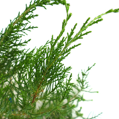 Juniperus bermudiana 15-20cm | Bermuda cedar | Bermuda juniper