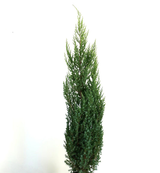 Juniperus chinensis form stricta 40-80cm | Chinese juniper