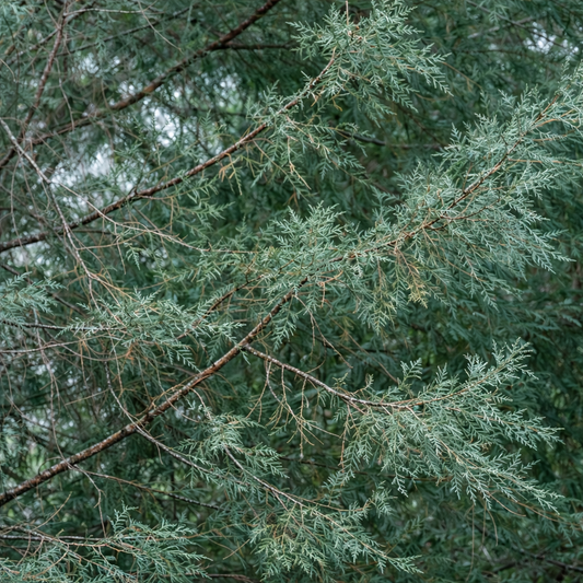 Juniperus excelsa 30-60cm | Greek juniper | Tall juniper