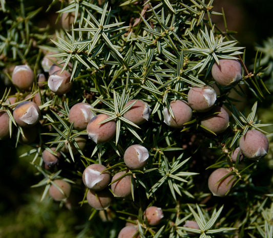 Fogliame verde spinoso di Juniperus oxycedrus macrocarpa con grandi bacche rotonde rosate