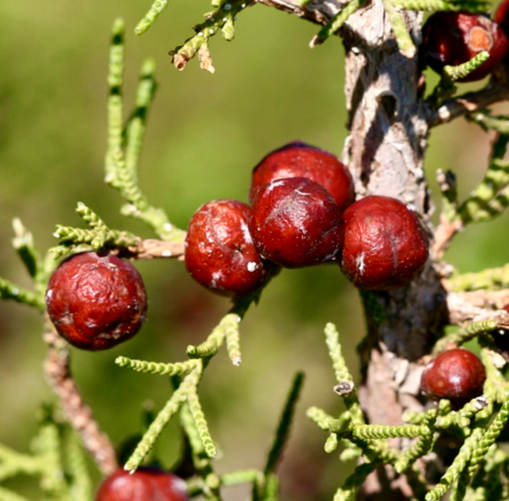 Juniperus phoenicea in primo piano che mostra foglie verdi a squame e coni rossastri simili a bacche su un fusto legnoso