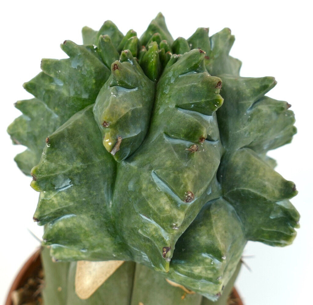 Astrophytum myriostigma cv 'KIKKO NUDUM MONSTRUOSUS' rare crested succulent cactus specimen