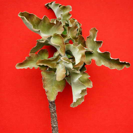 Kalanchoe beharensis succulent with large wavy green leaves and textured stem against red background