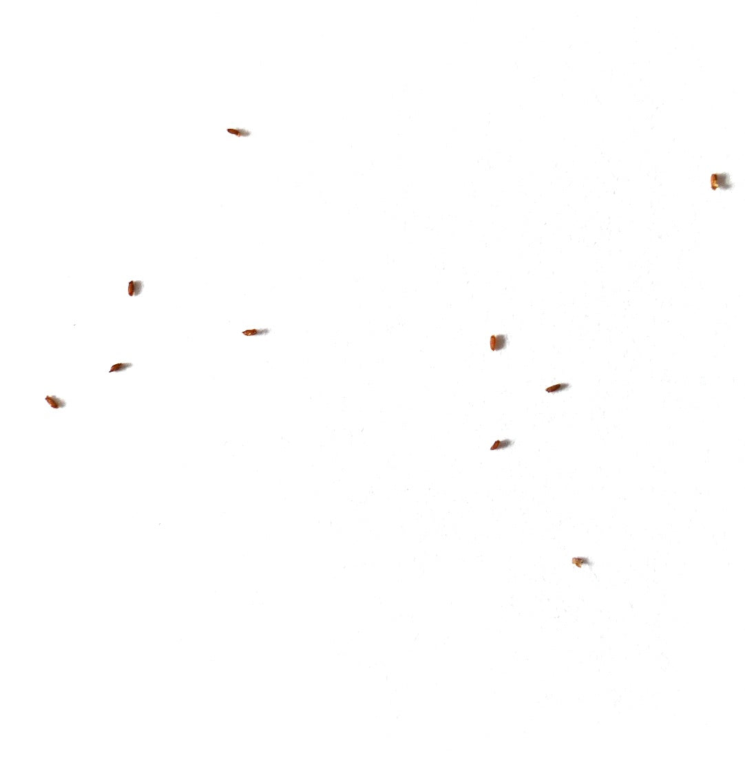 Kalanchoe beharensis small brown seeds on white background for succulent propagation