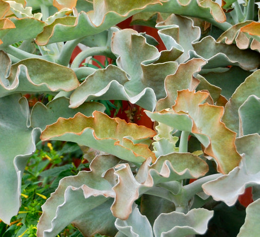 Kalanchoe beharensis cv 'Rusty' 40-60cm | Felt bush