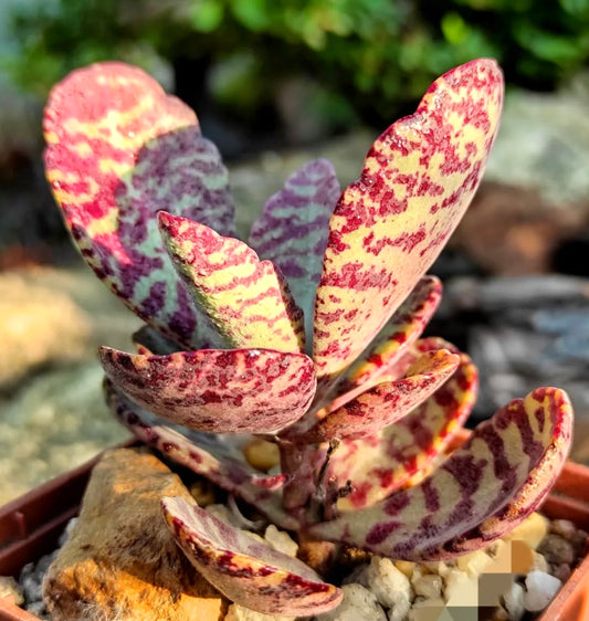Kalanchoe humilis succulent with thick spotted leaves and vibrant red markings