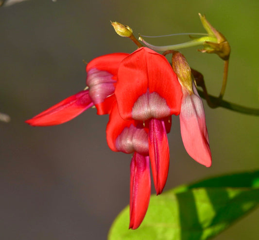 Fiori di pisello Kennedia rubicunda di un vibrante rosso con delicate venature rosa e viola, primo piano