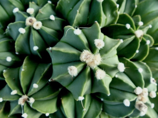 Astrophytum capricorne cv OIBBO NUDUM raro cactus succulento con coste a forma di stella e areole bianche e lanose