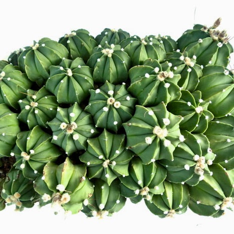 Astrophytum capricorne cv OIBBO NUDUM denso gruppo di cactus succulenti verdi costoluti con areole bianche