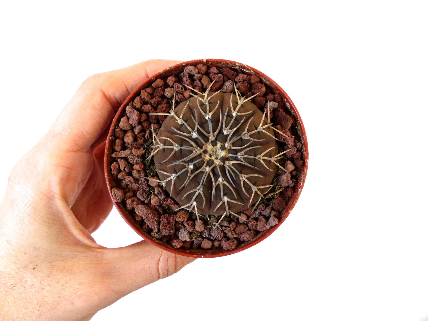 Gymnocalycium ragonesii cv Himari small rare cactus with radial spines in hand-held pot