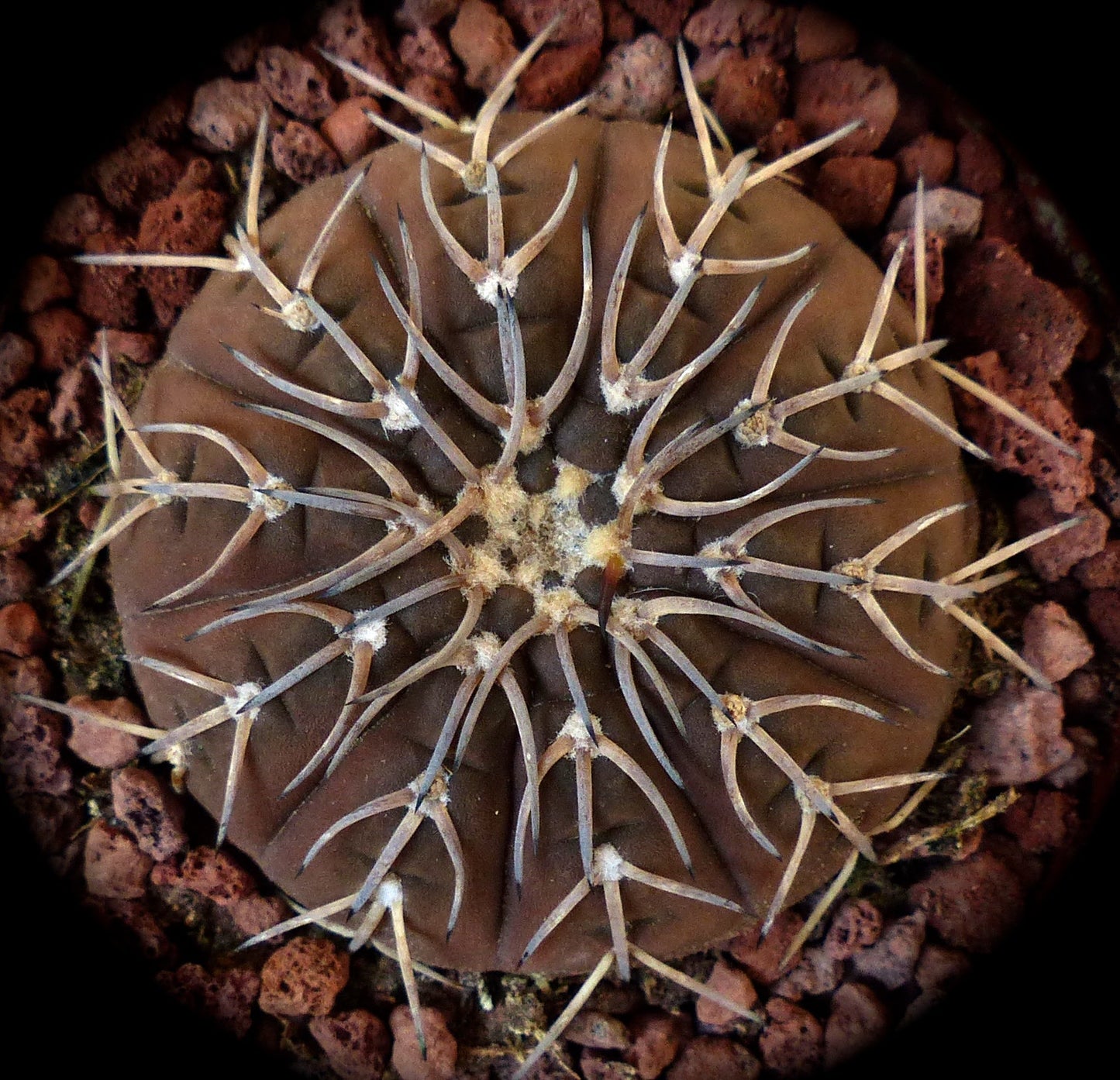 Gymnocalycium ragonesii cv Himari rare brown cactus with long curved spines on volcanic rock