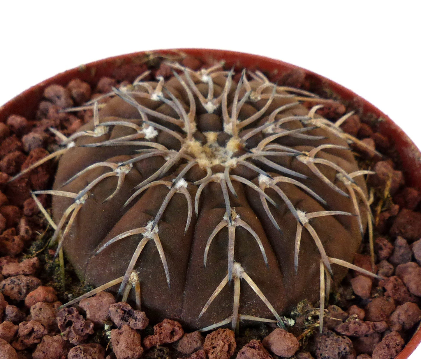 Gymnocalycium ragonesii cv Himari rare brown succulent cactus with long spines in pot