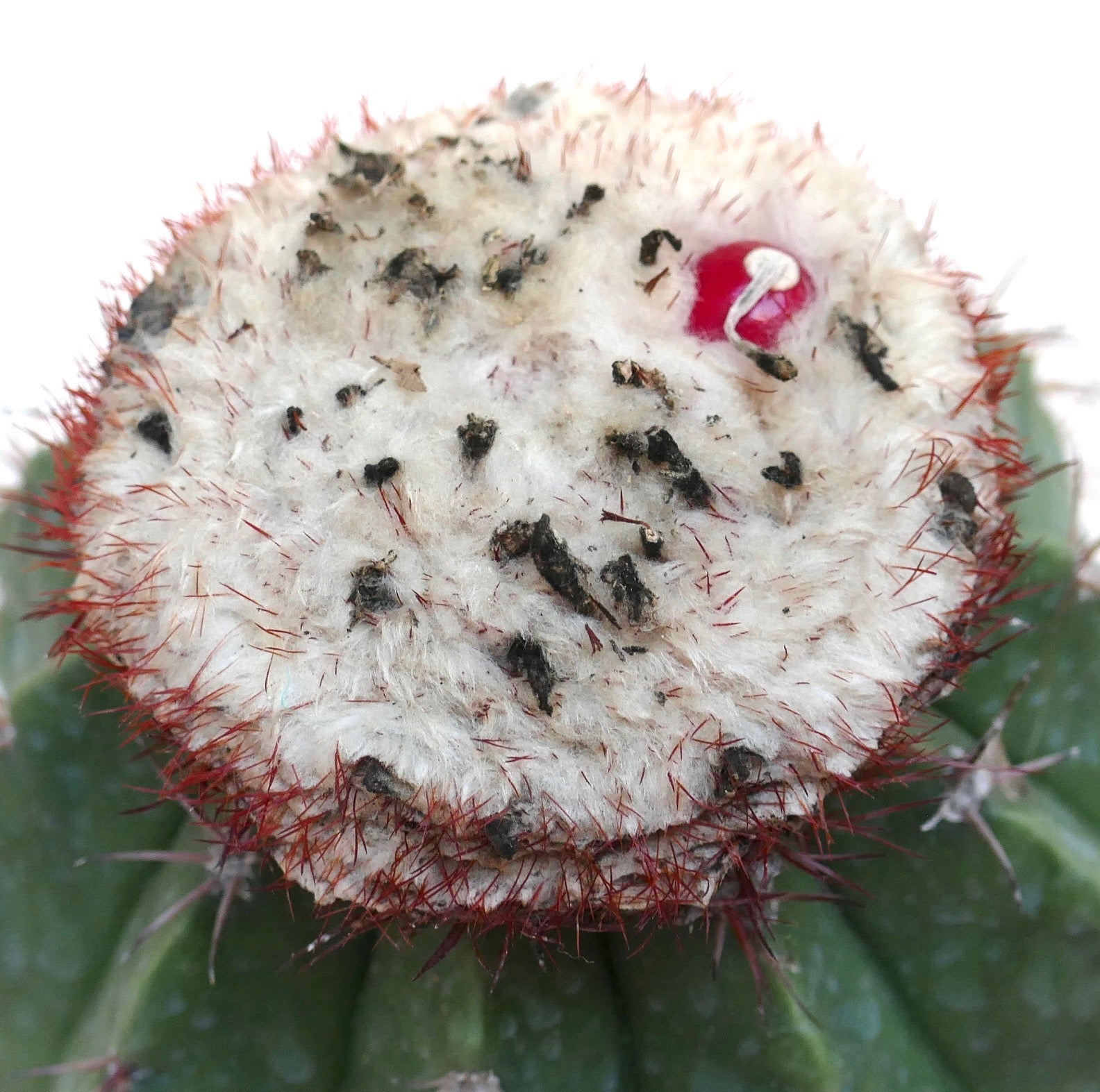 Melocactus maxonii raro cactus con cefalio lanoso e spine rosse in primo piano