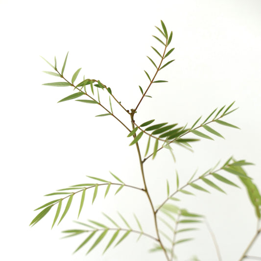 Cassia longifolia slender green leaves on thin branches against white background