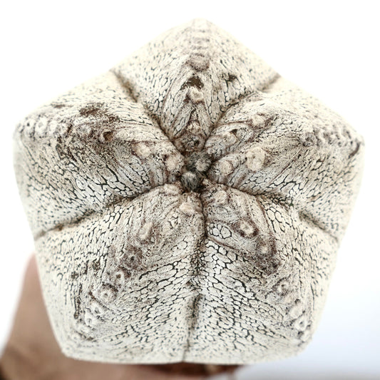Astrophytum myriostigma cv ONZUKA WHITE raro cactus succulento bianco dalla superficie testurizzata