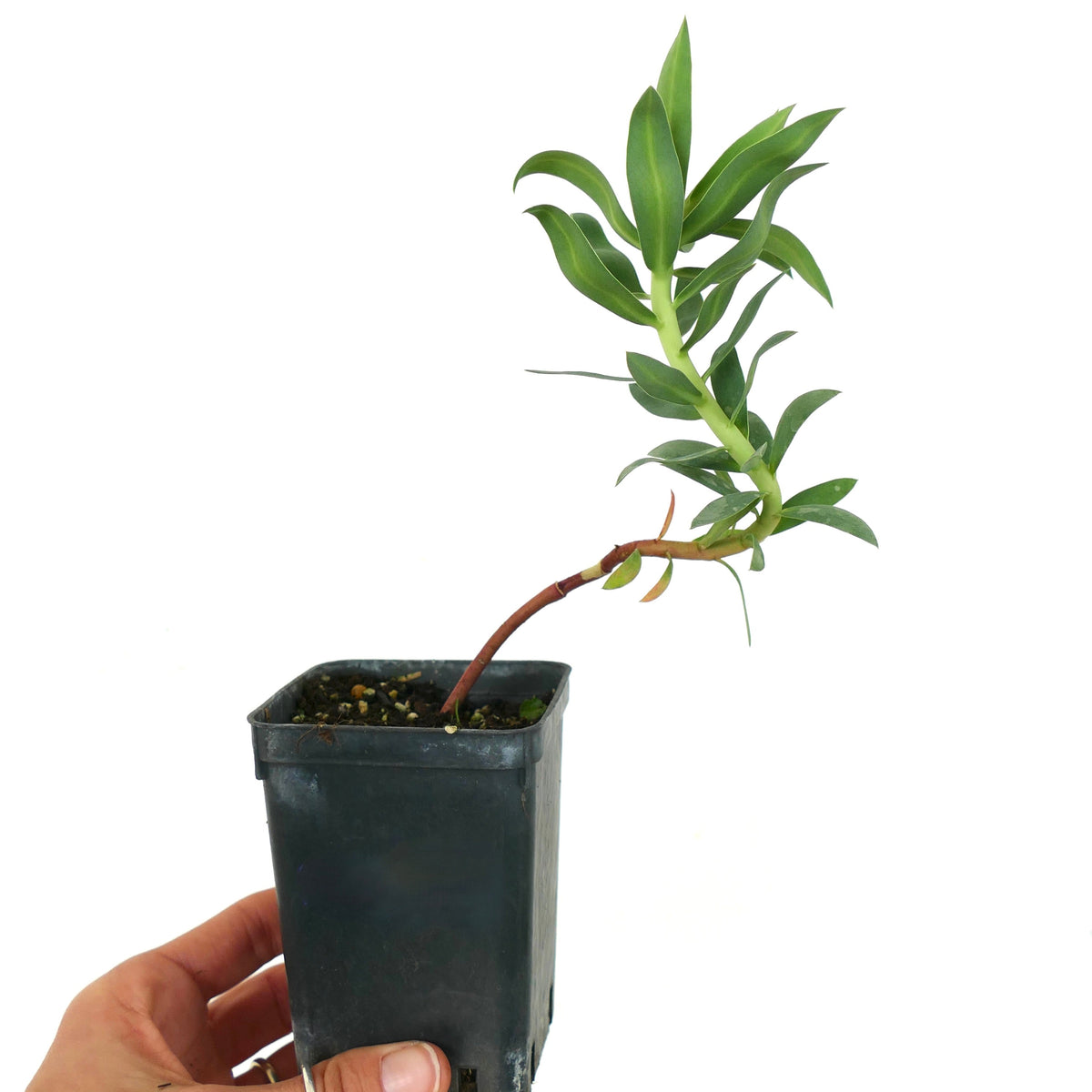 Euphorbia rigida 10-15cm | Gopher spurge | Silver spurge