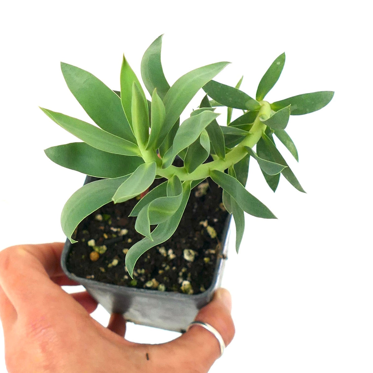 Euphorbia rigida 10-15cm | Gopher spurge | Silver spurge