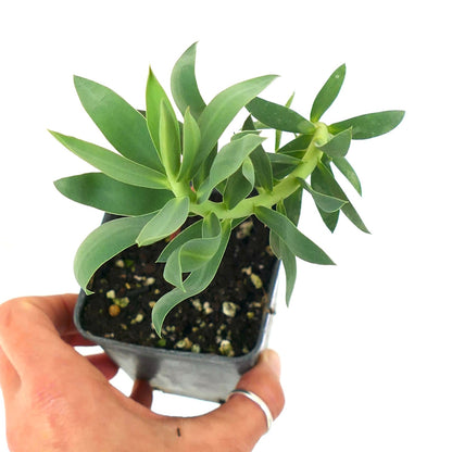 Euphorbia rigida 10-15cm | Gopher spurge | Silver spurge