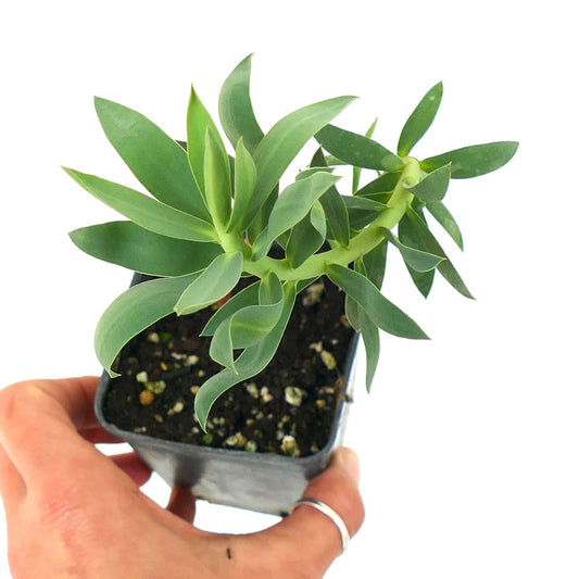 Euphorbia rigida 10-15cm | Gopher spurge | Silver spurge