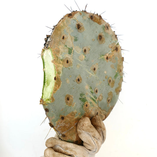 Opuntia sp. damaged prickly pear cactus pad with spines held by worn gloves