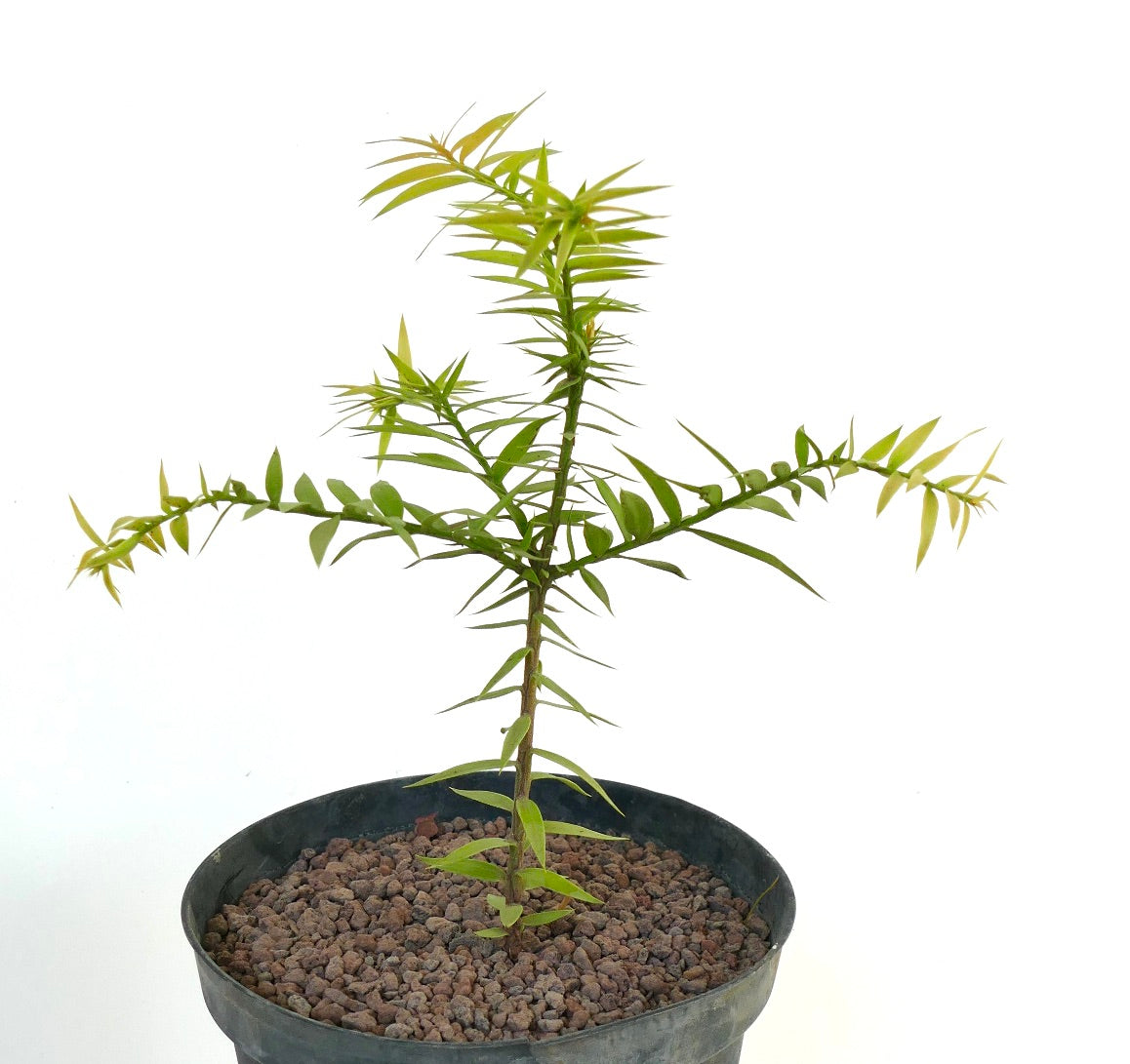 Araucaria bidwillii | Bunya pine | False monkey puzzle