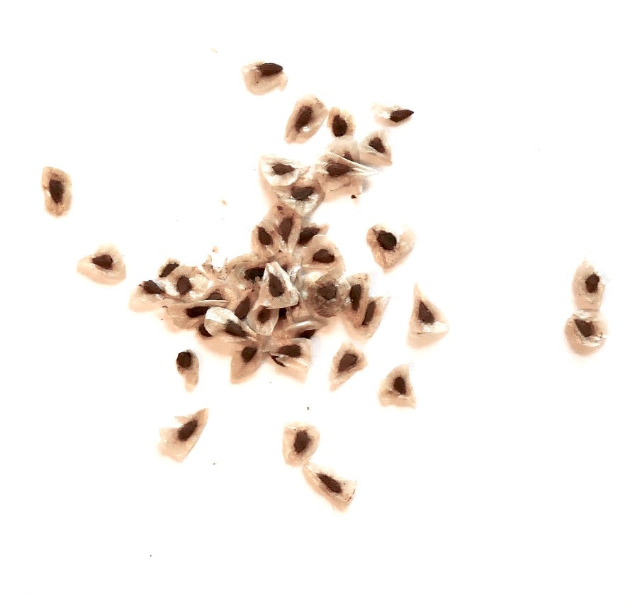 Puya raimondii small brown seeds scattered on white background for planting