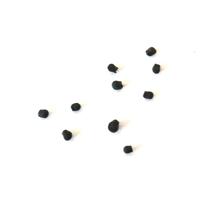 Pelecyphora valdeziana cactus seeds scattered on white background