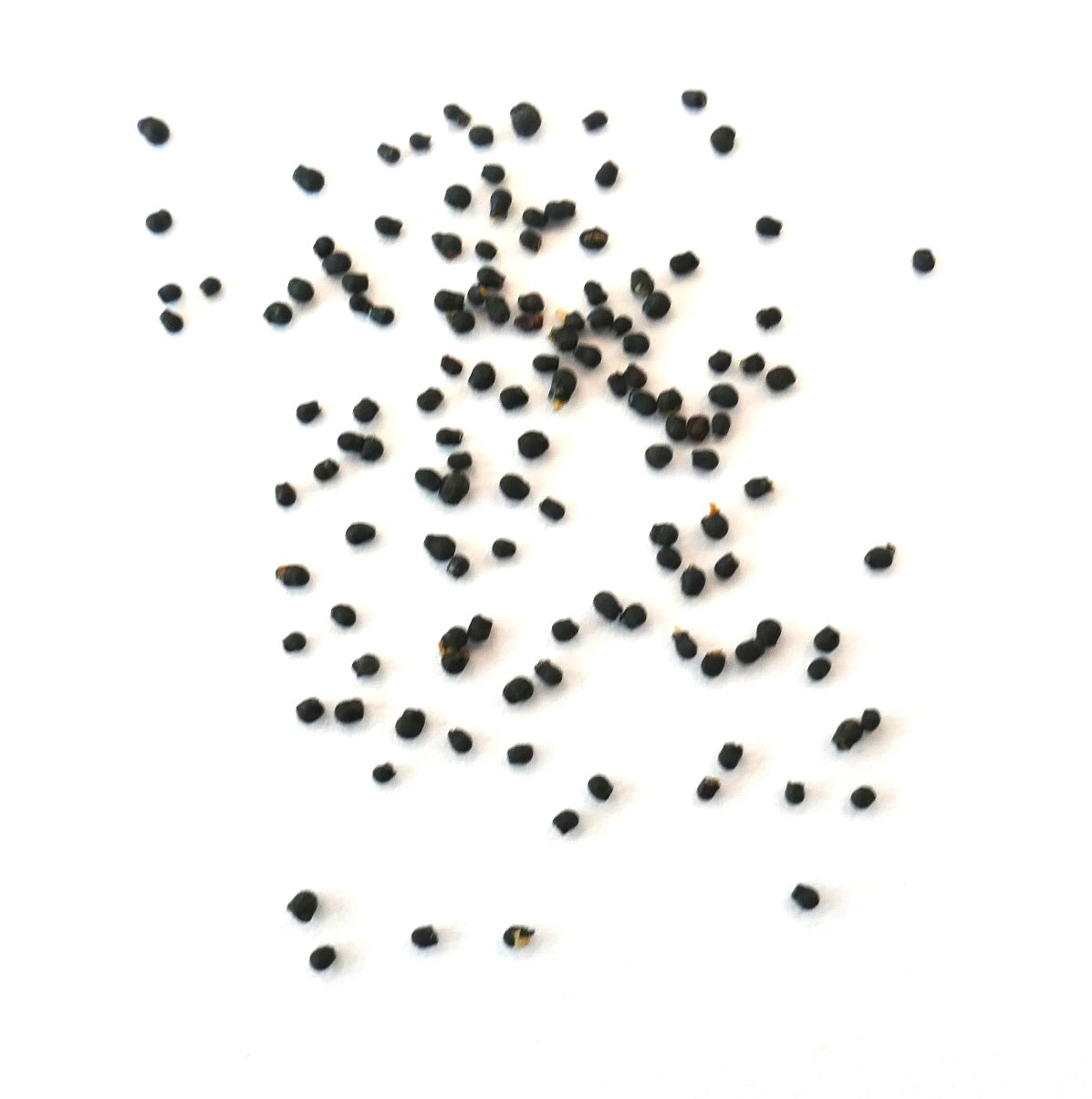 Pelecyphora valdeziana small black seeds on white background for succulent propagation