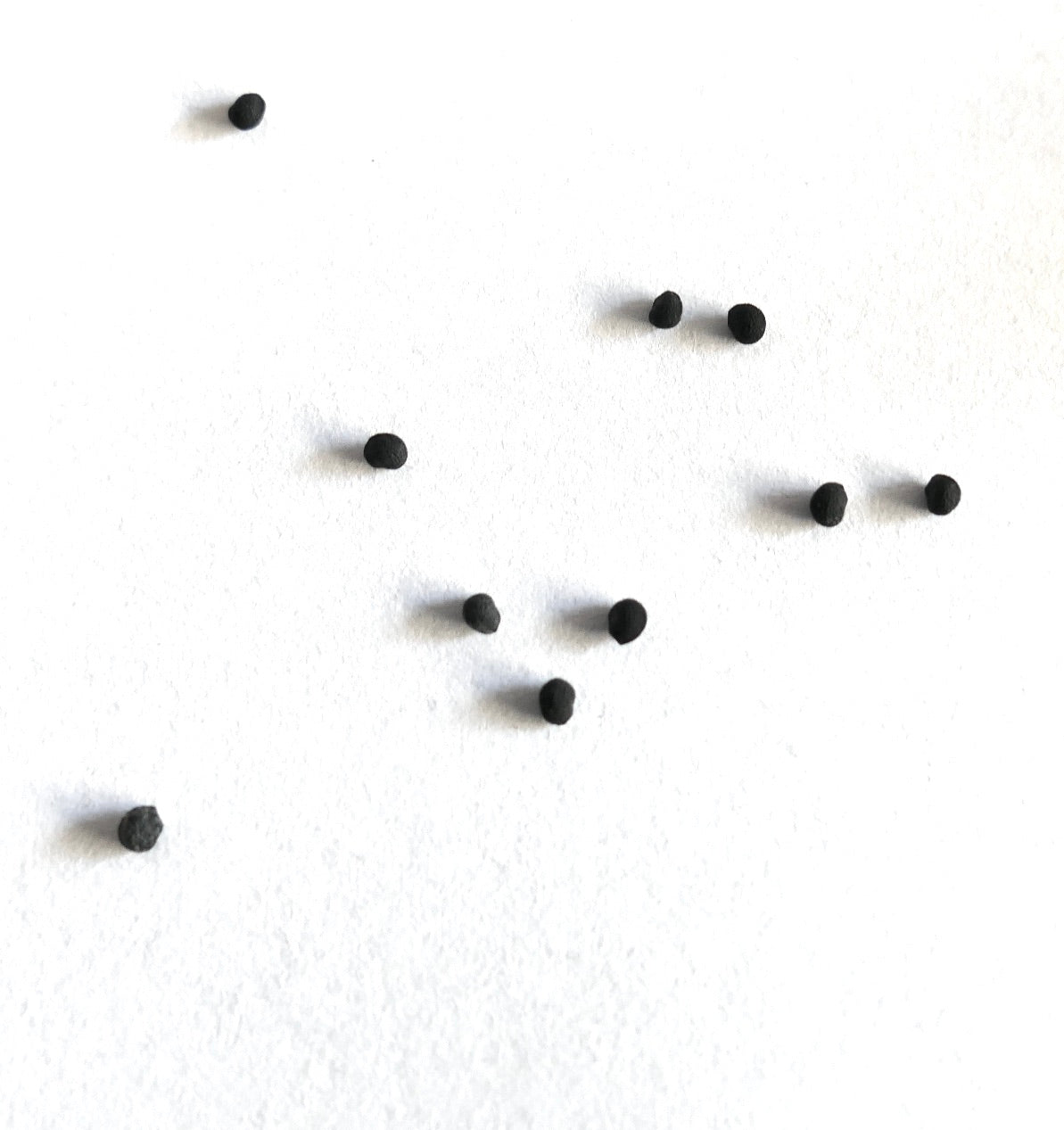 Echinocereus delaetii small black cactus seeds scattered on white background