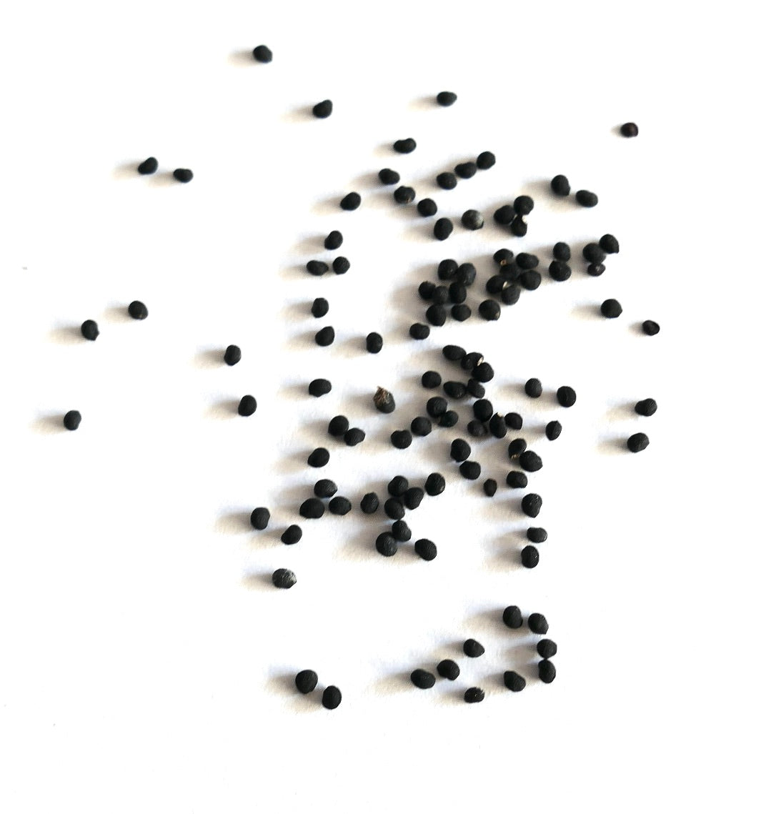Semi di piccolo cactus nero Echinocereus delaetii sparsi su sfondo bianco