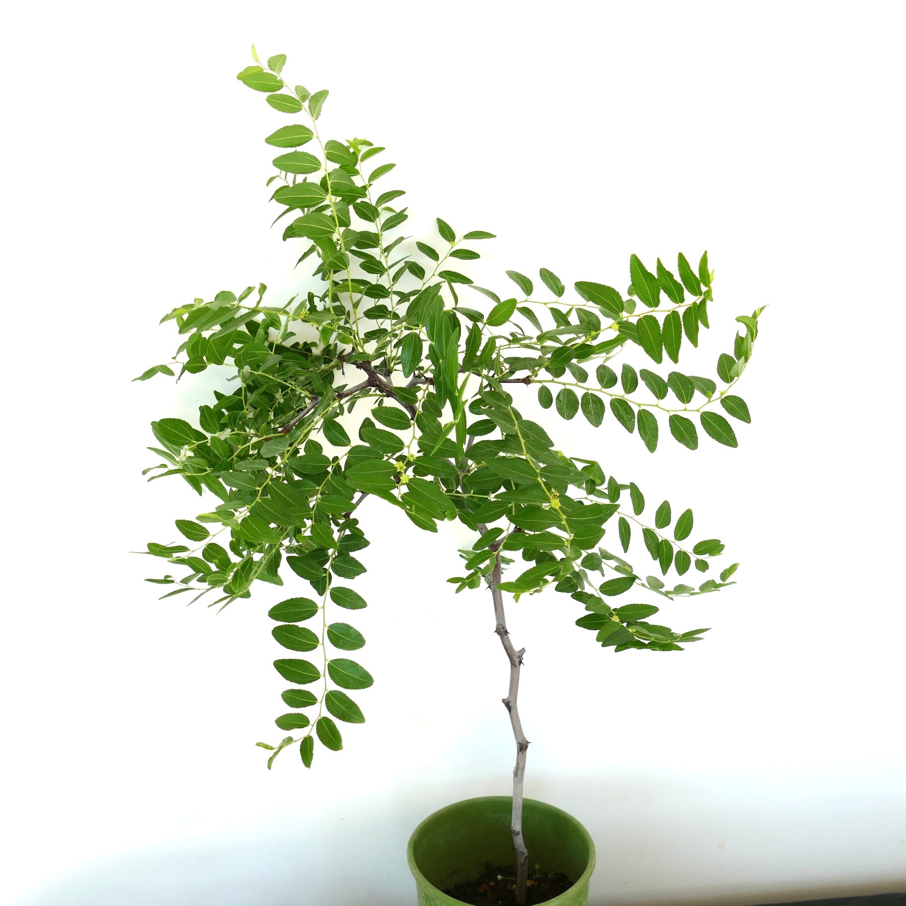 Ziziphus jujuba slender young tree with green leaves in green pot
