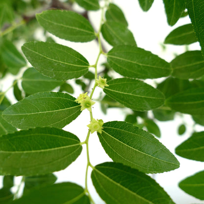 Ziziphus jujuba green leaves with small star-shaped flowers close-up
