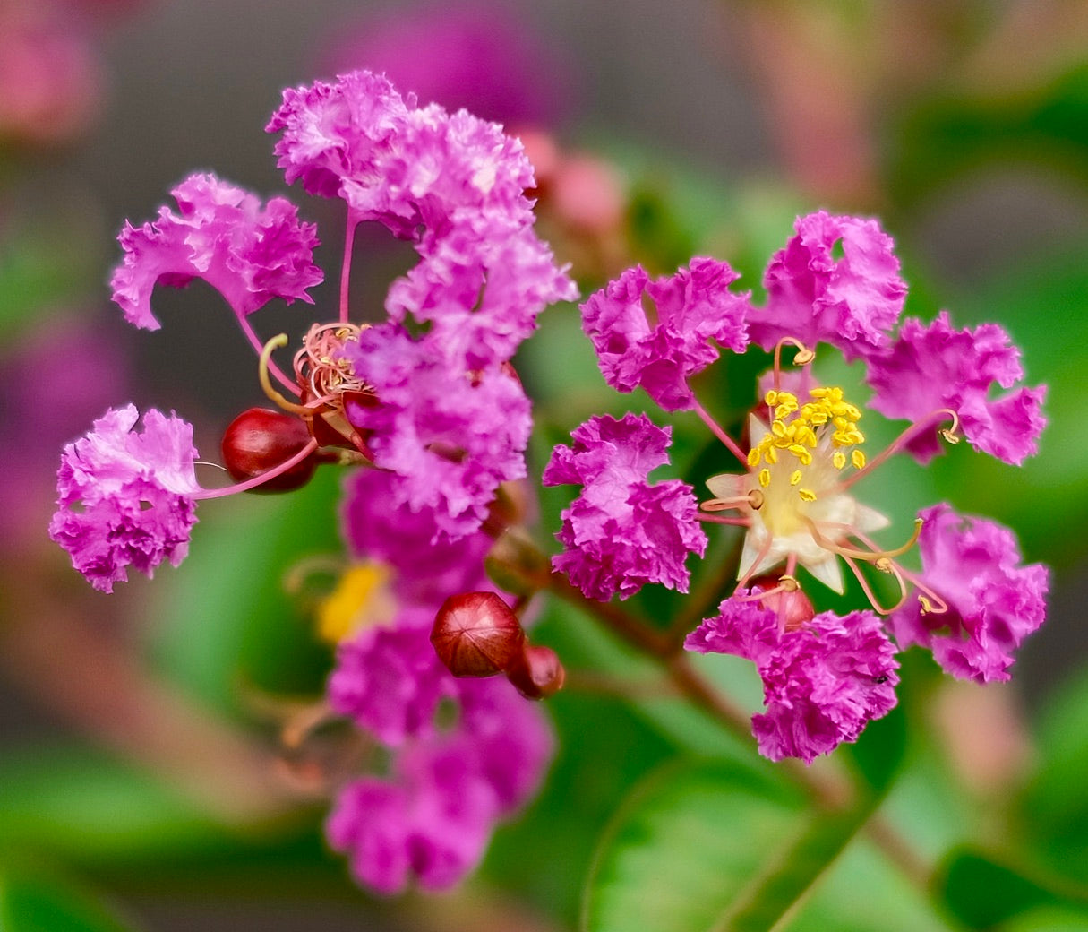 Lagerstroemia indica cv PETAL MIST 'Pink' fiori rosa frastagliati vivaci con stami gialli e foglie verdi