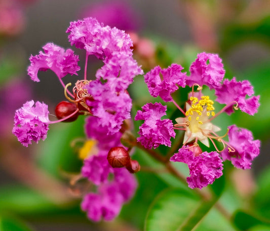 Lagerstroemia indica cv PETAL MIST 'Pink' fiori rosa frastagliati vivaci con stami gialli e foglie verdi