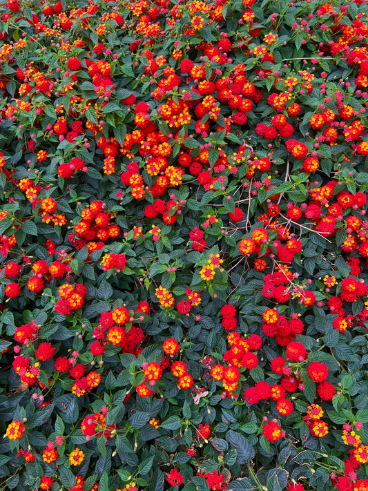 Fiori raggruppati vibranti rossi e gialli di Lantana camara con fogliame verde scuro, arbusto denso