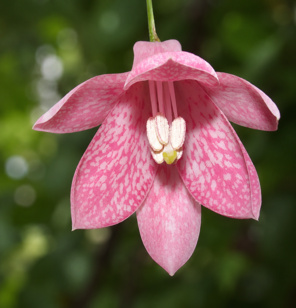 Lapageria rosea delicate pink bell-shaped flower with speckled petals and prominent stamens