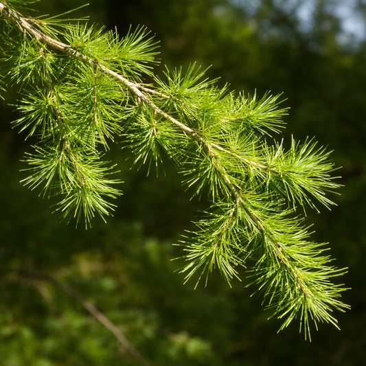Larix gmelinii var. olgensis fresh green needle branch in natural sunlight