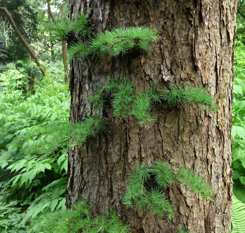 Aghi verdi freschi di Larix kaempferi in grappoli sul tronco di un albero dalla corteccia strutturata