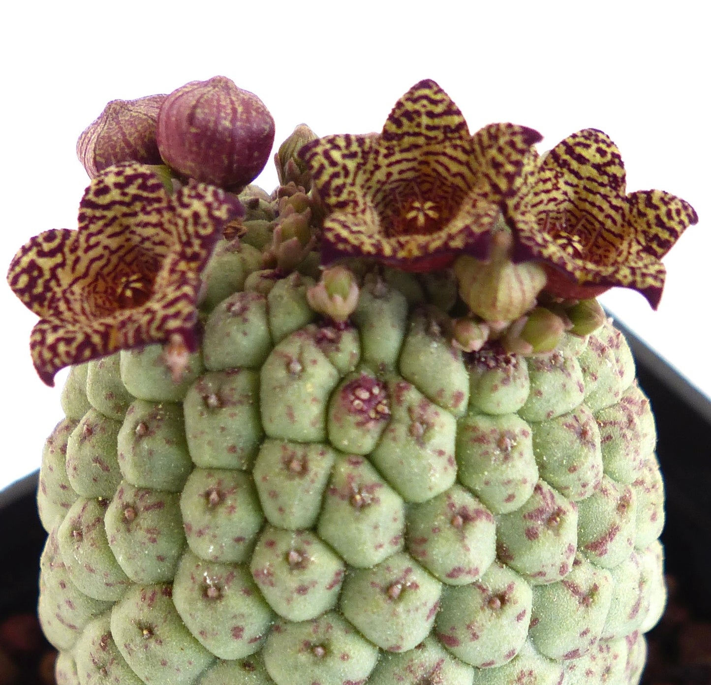 Larryleachia cactiformis (syn Trichocaulon cactiforme) |
