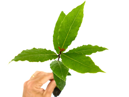 Laurus nobilis | Bay laurel | Sweet bay