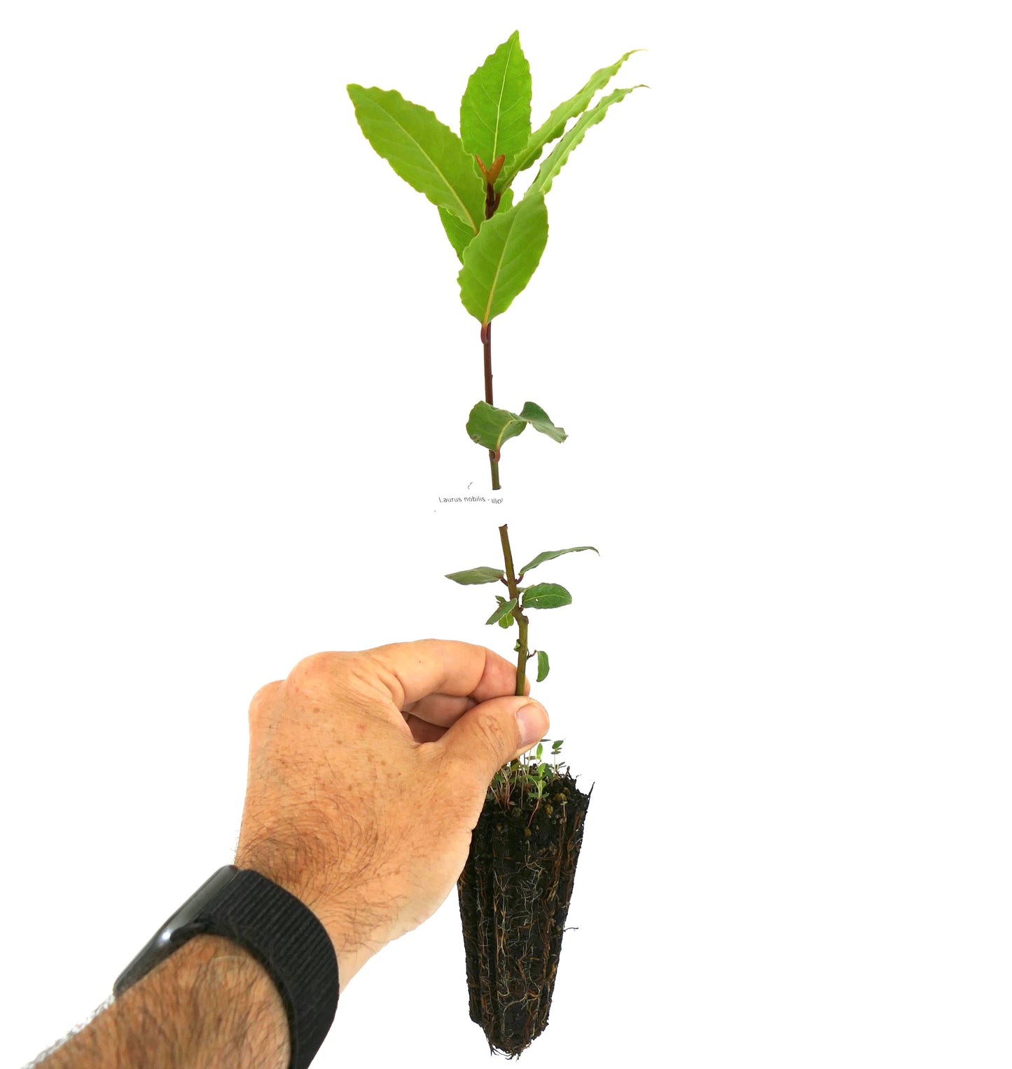 Laurus nobilis | Bay laurel | Sweet bay