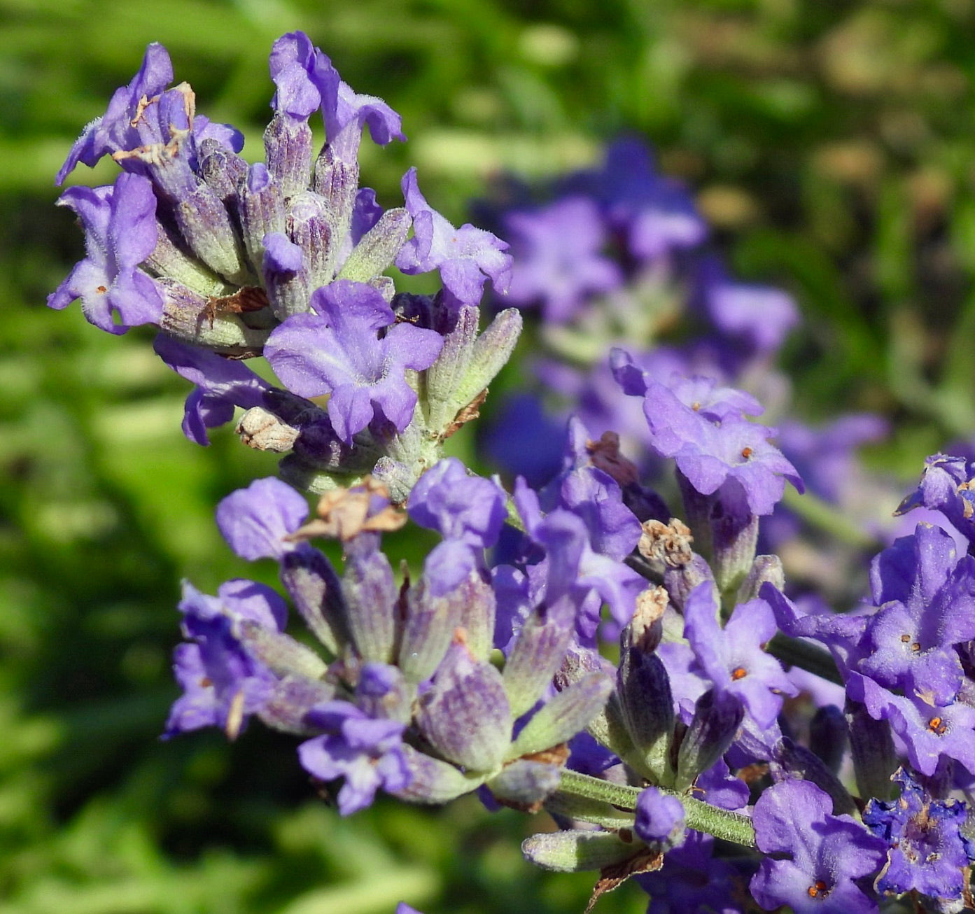 Fiori vibranti di colore viola di Lavandula angustifolia con steli verdi e texture soffice in primo piano