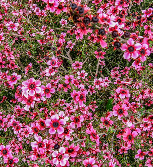 Leptospermum scoparium 'PANTELLERIA' dense shrub with vibrant pink flowers and dark centers