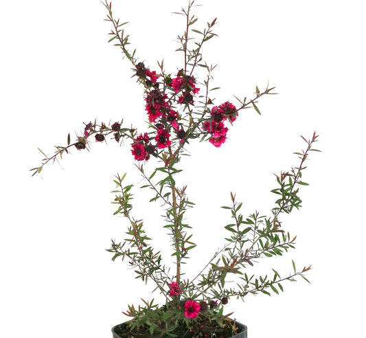 Leptospermum scoparium cv 'Red Damask' | Manuka | New Zealand tea tree