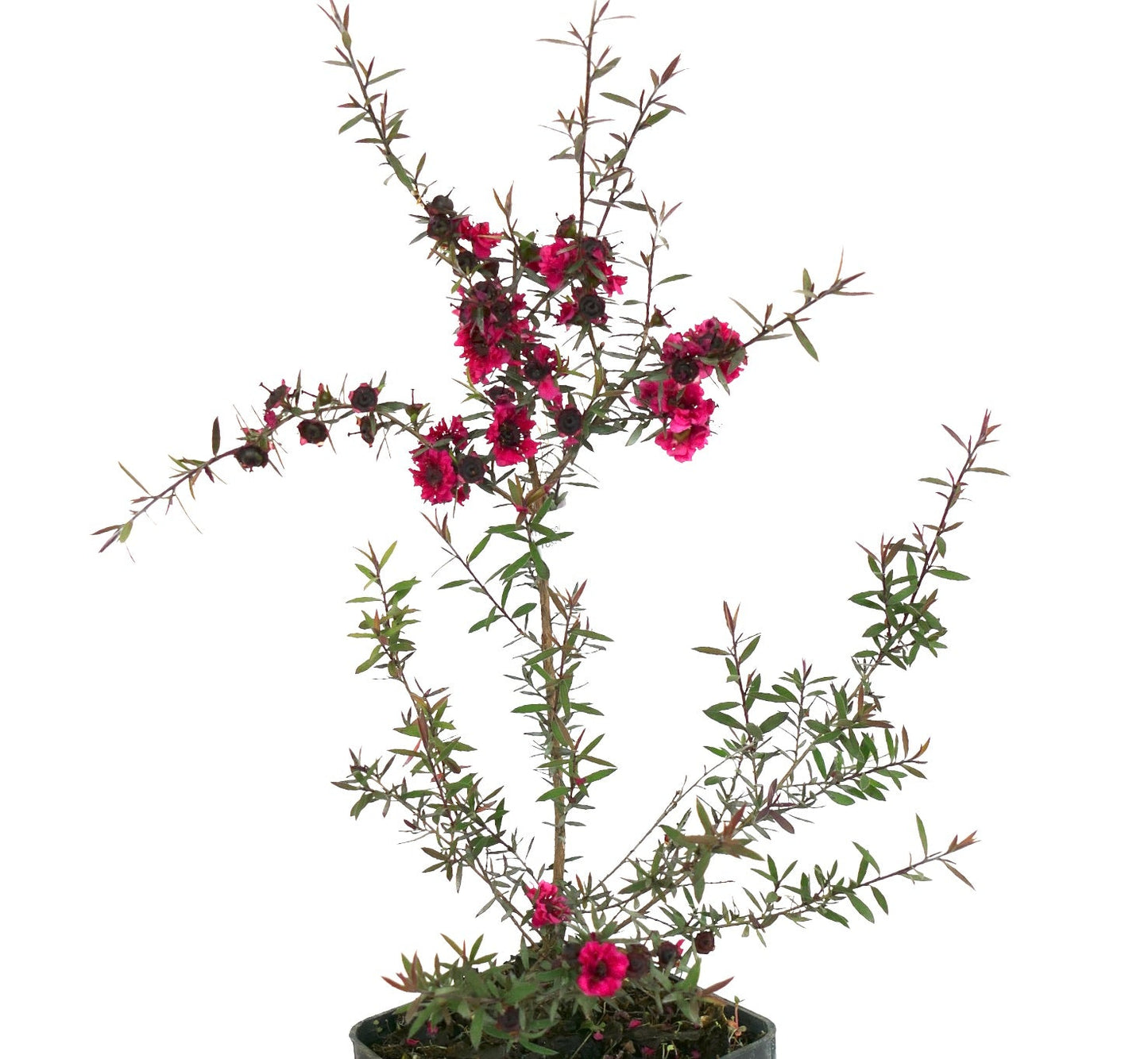 Arbusto Leptospermum scoparium cv 'Red Damask' con rami sottili e fiori rosa acceso